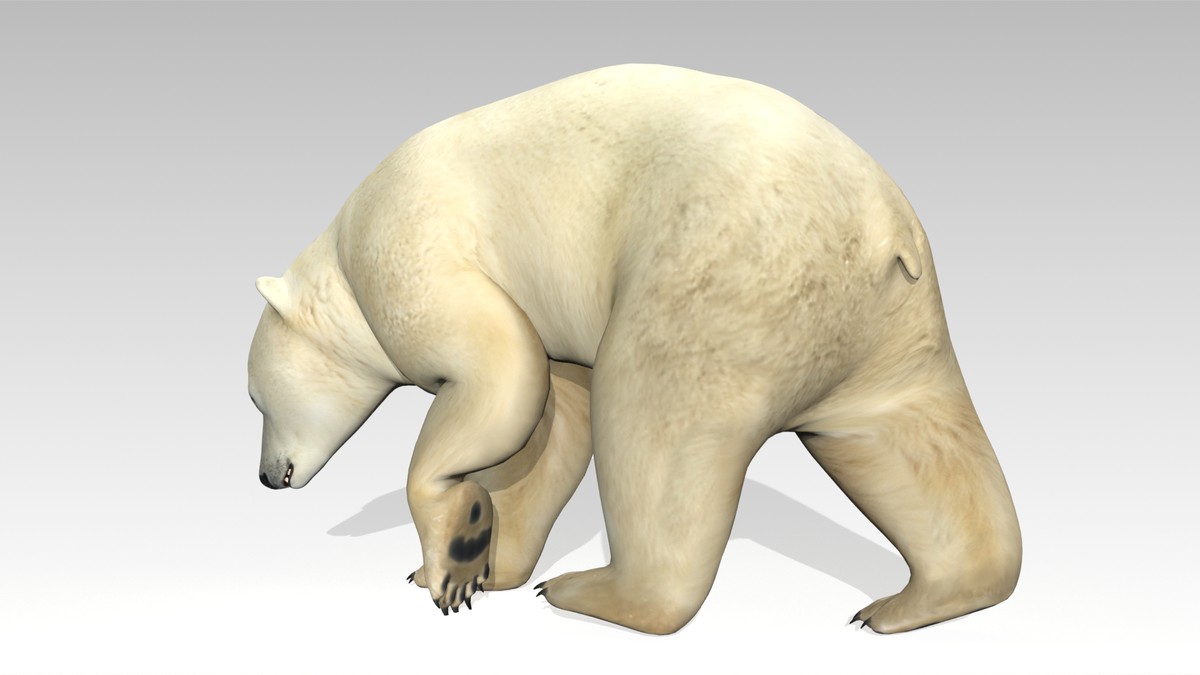 Polar Bear Animated