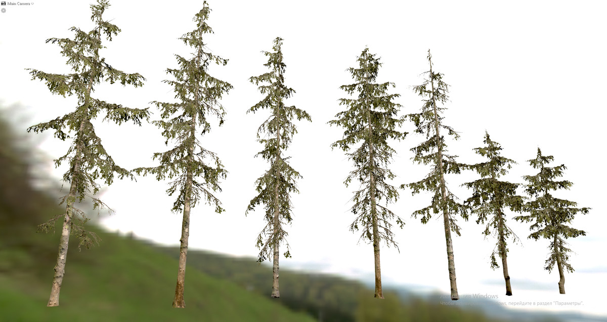 Spruce Trees