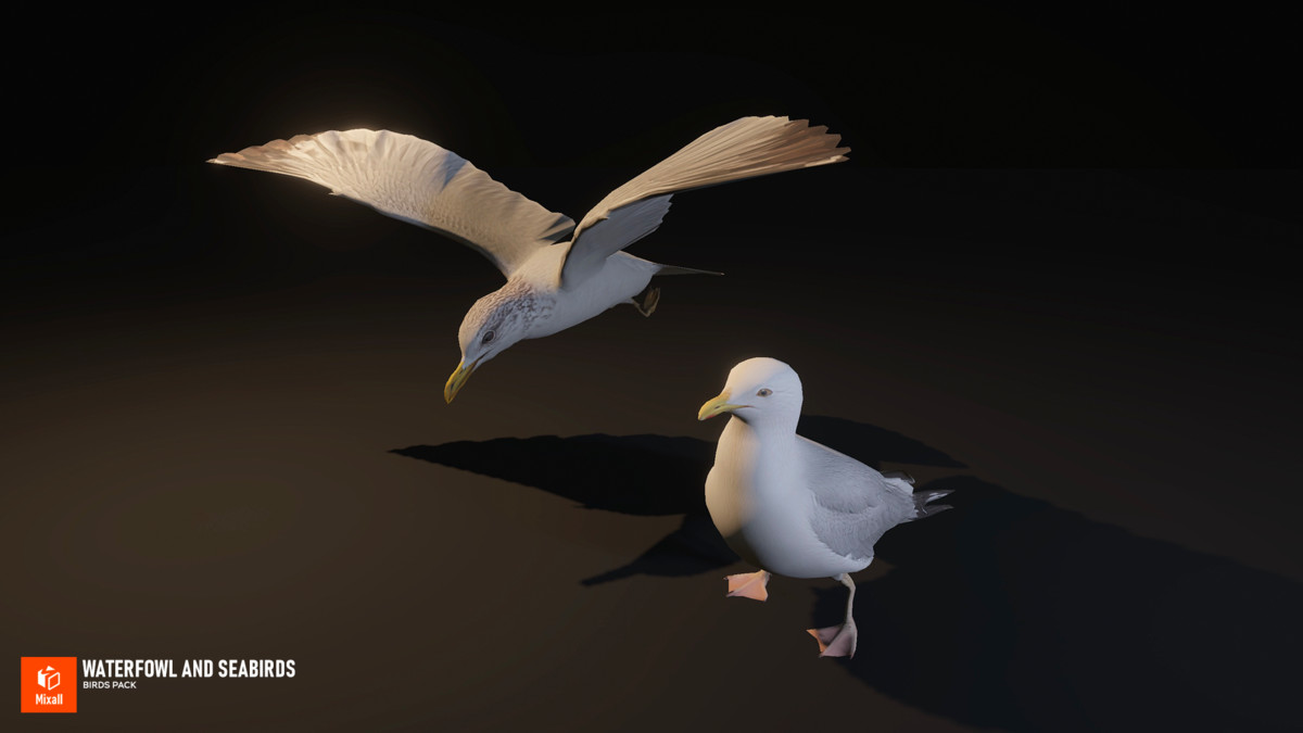 Waterfowl and seabirds - birds pack