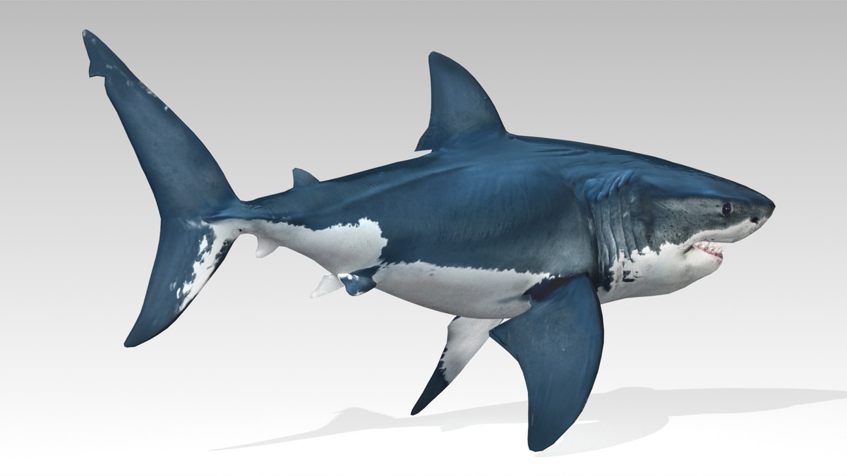 Great White Shark Animated
