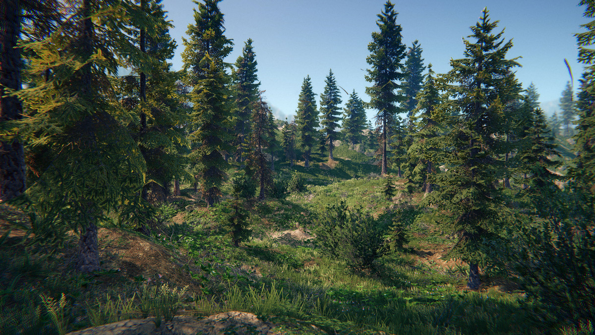 Spruce Forest