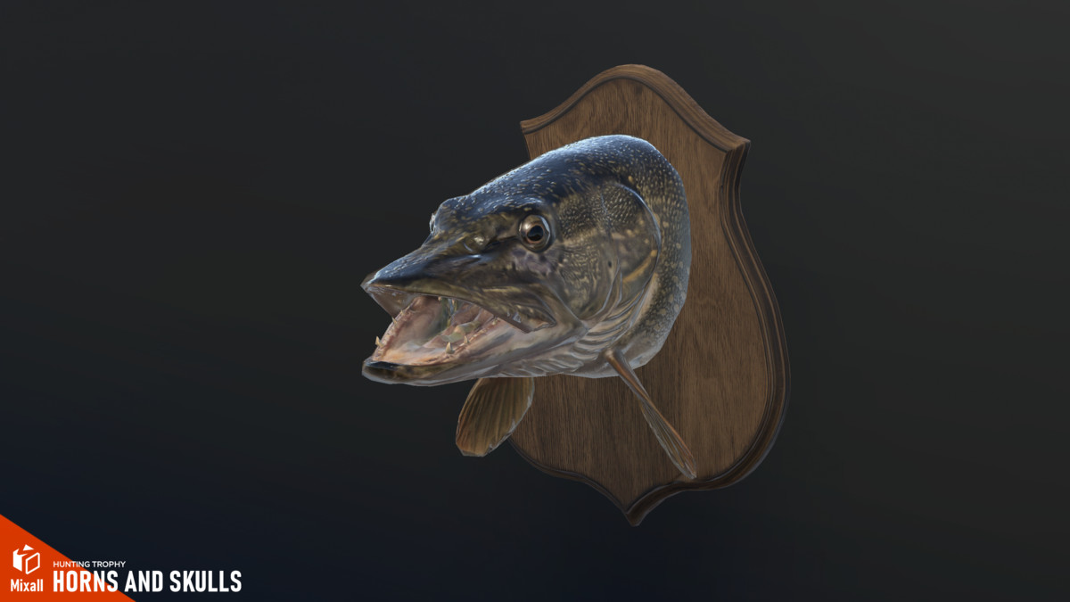 Horns and Skulls – Hunting Trophy