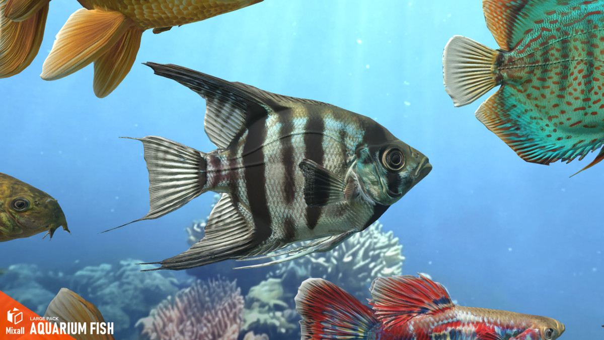 Aquarium fish - large pack
