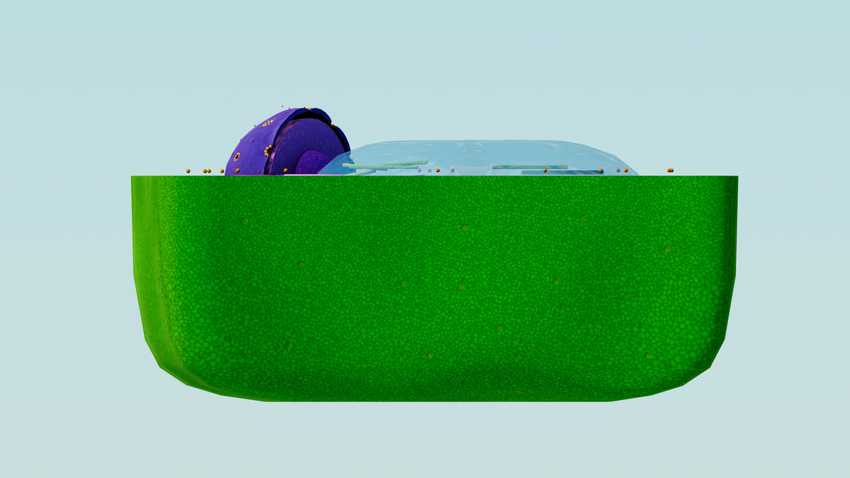 Eukaryotic Plant Cell - Cross Section