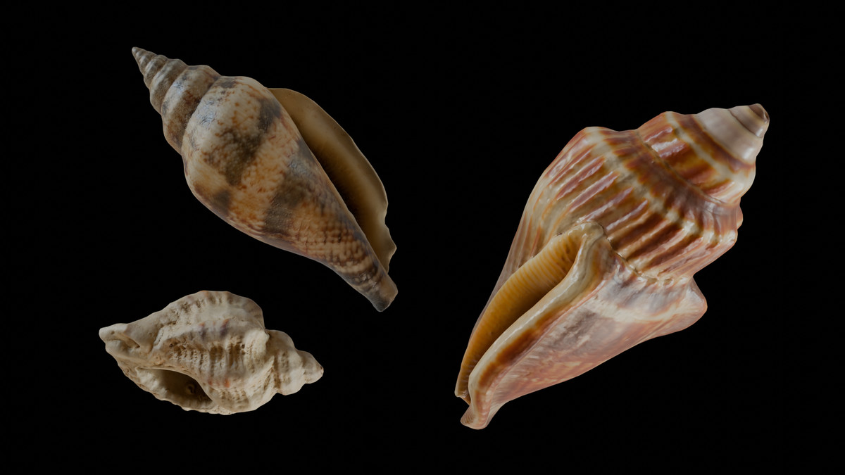 SeaShells Pack Vol 2