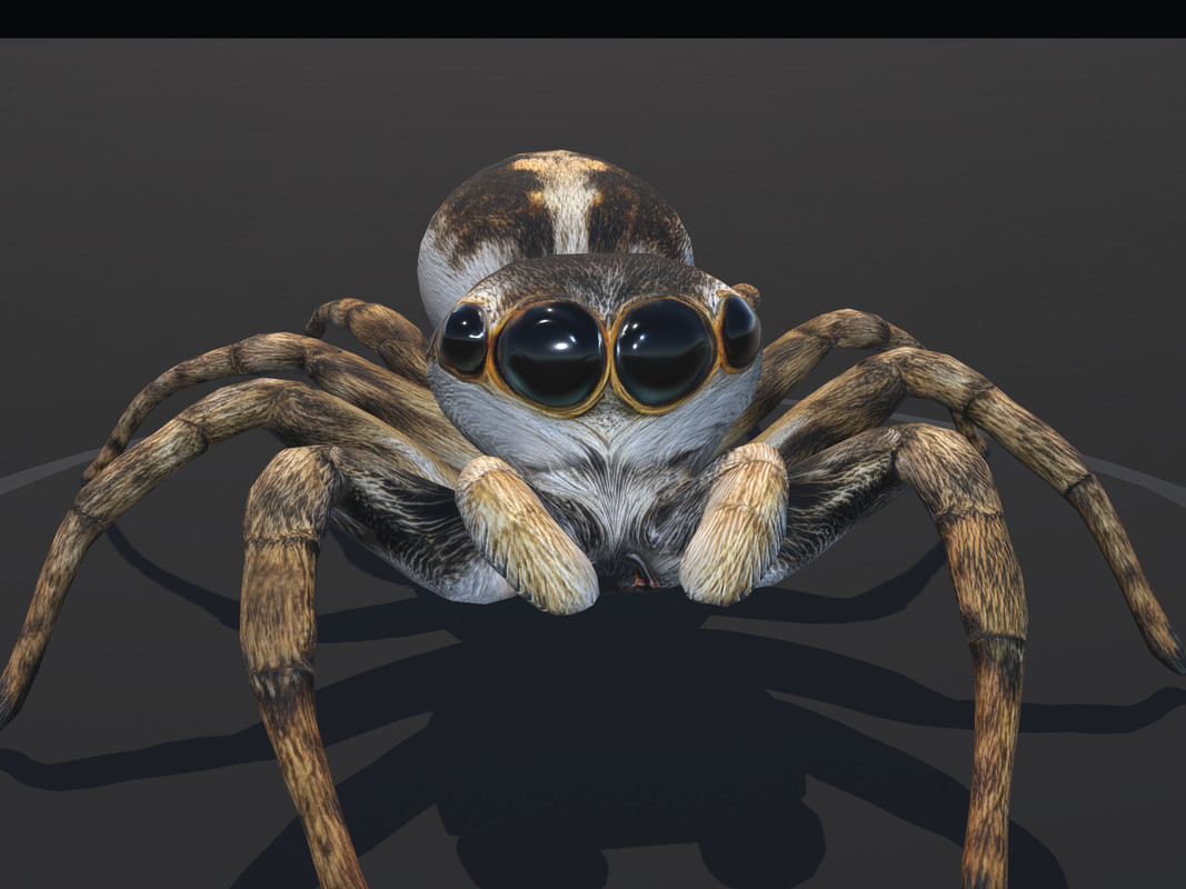 Arachnid Collection — 4 Animated Spiders