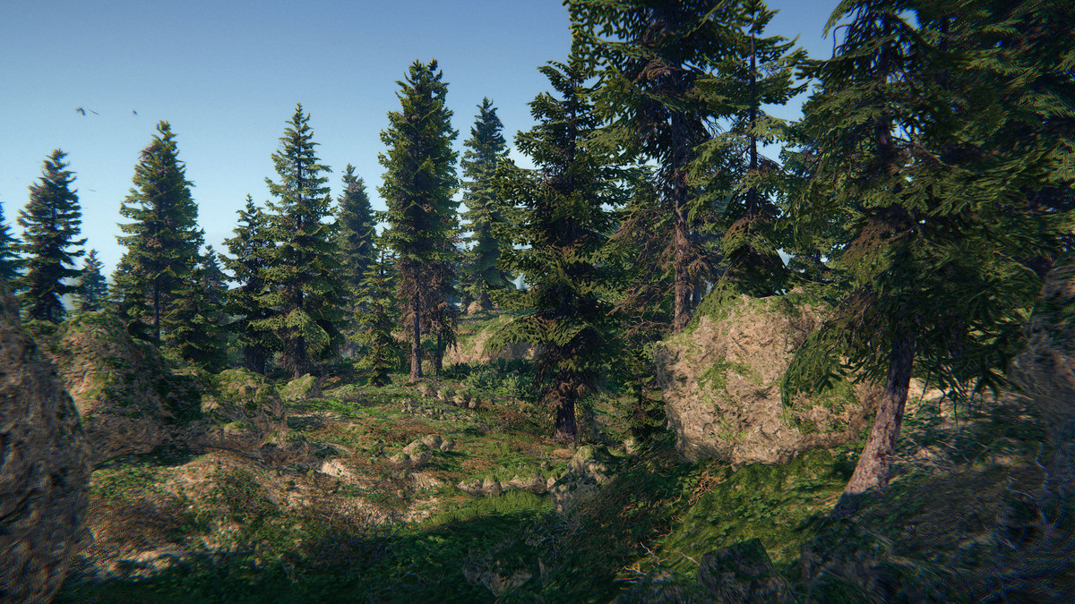 Spruce Forest