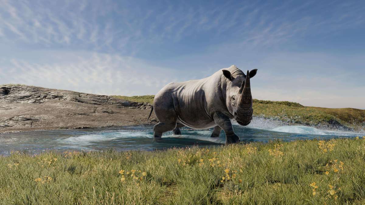 Realistic African Rhinoceros