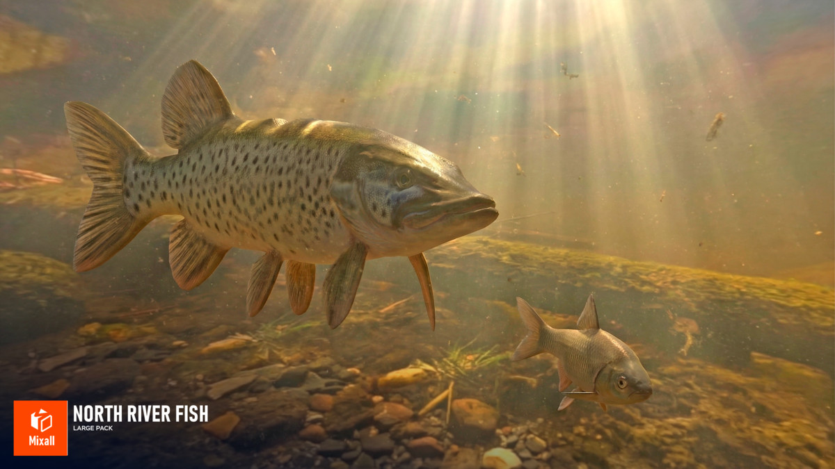 North river fish - large pack