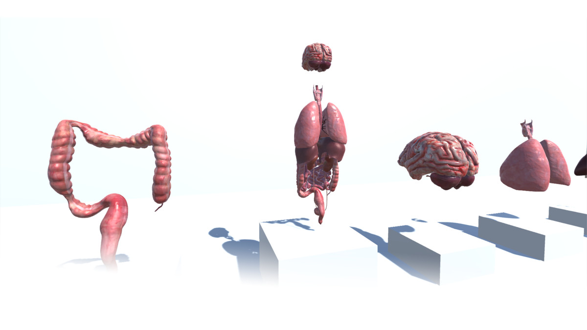 Realistic Human Organs