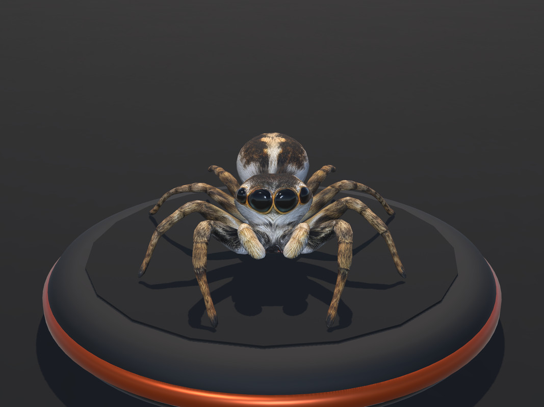 Arachnid Collection — 4 Animated Spiders