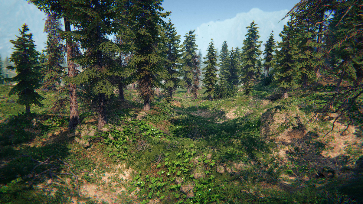 Spruce Forest