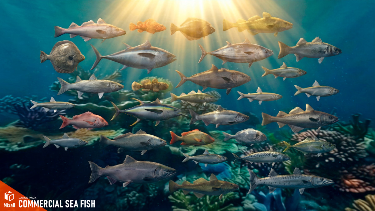 Commercial sea fish - large pack