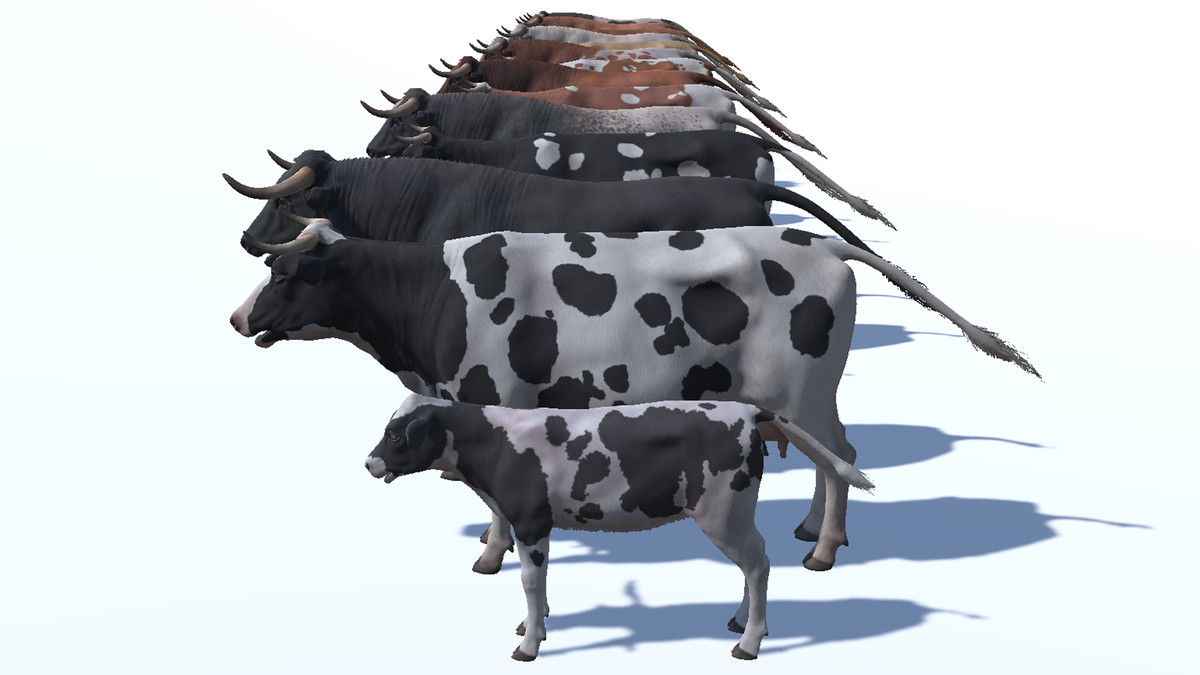 Cow family