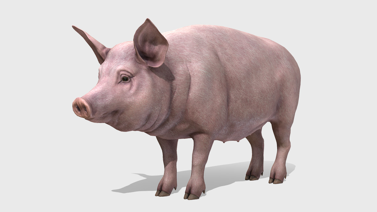 Pig - Female