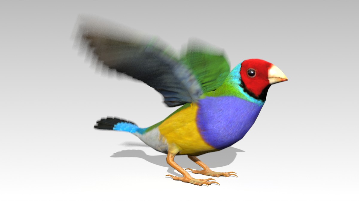 Gouldian Animated