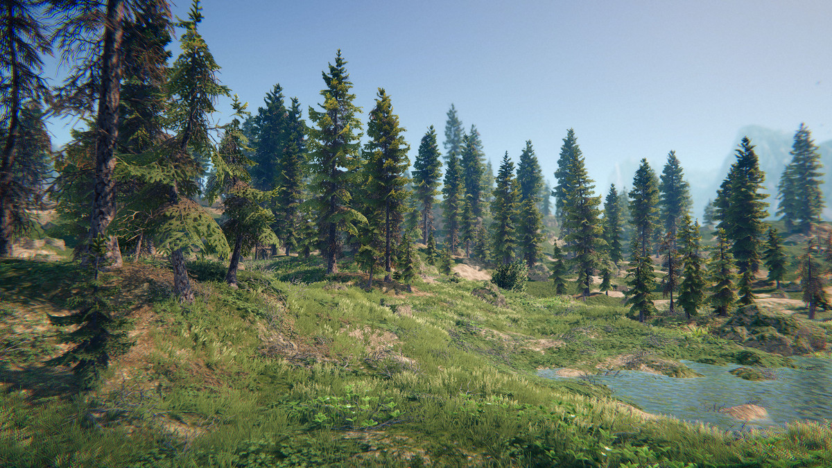 Spruce Forest