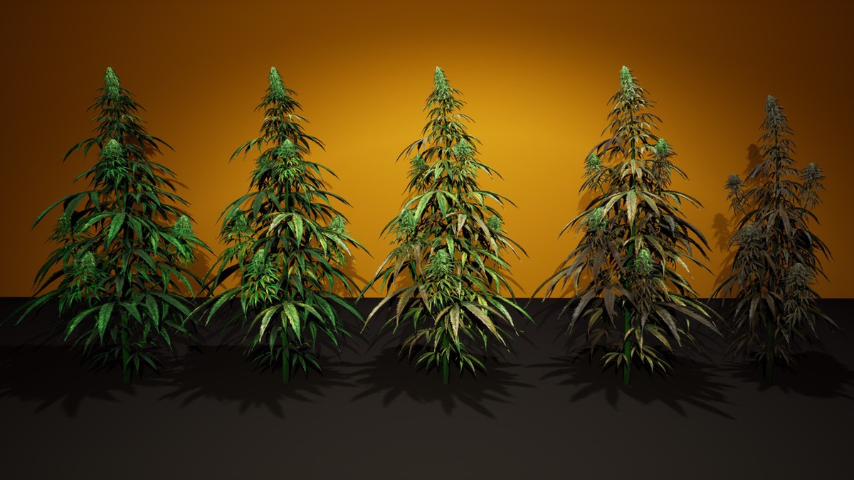 Cannabis (Hemp) Plant 3D Models Pack