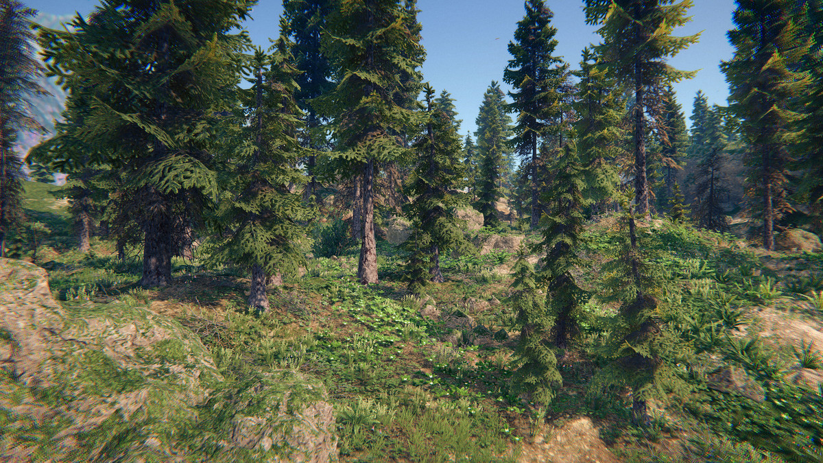 Spruce Forest