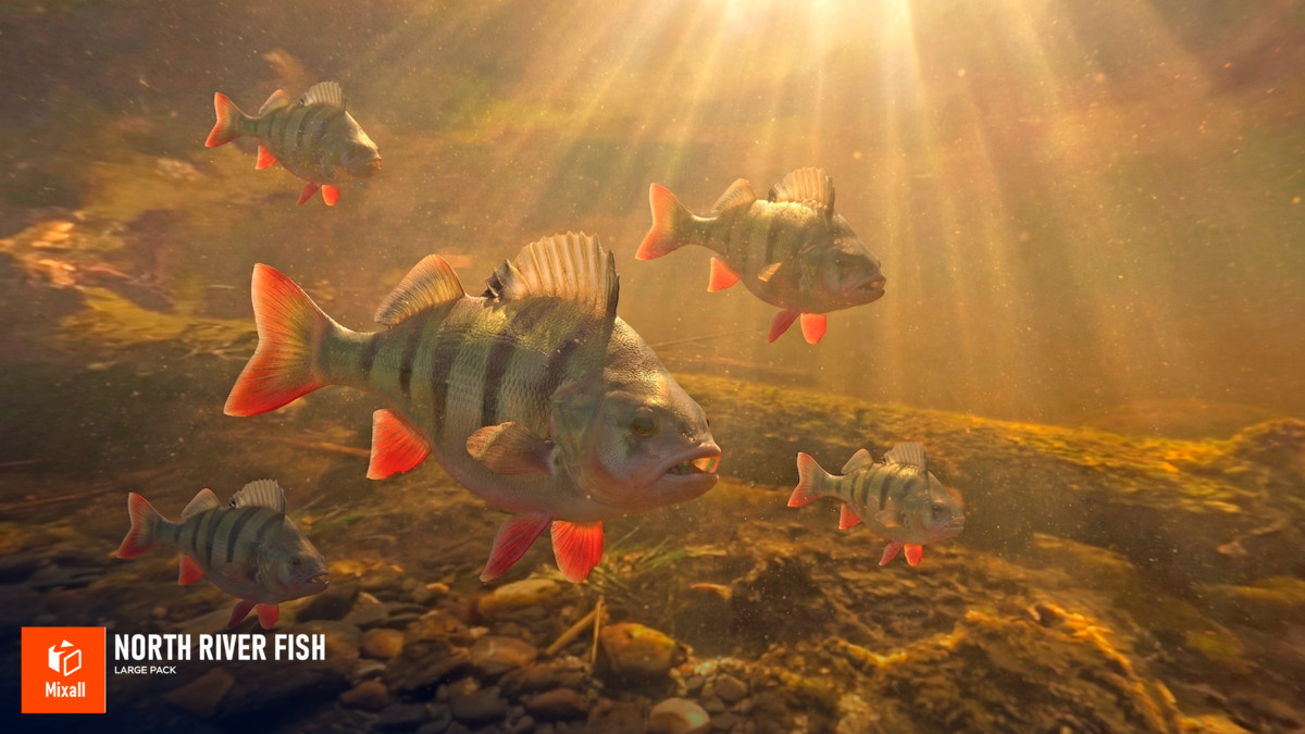 North river fish - large pack