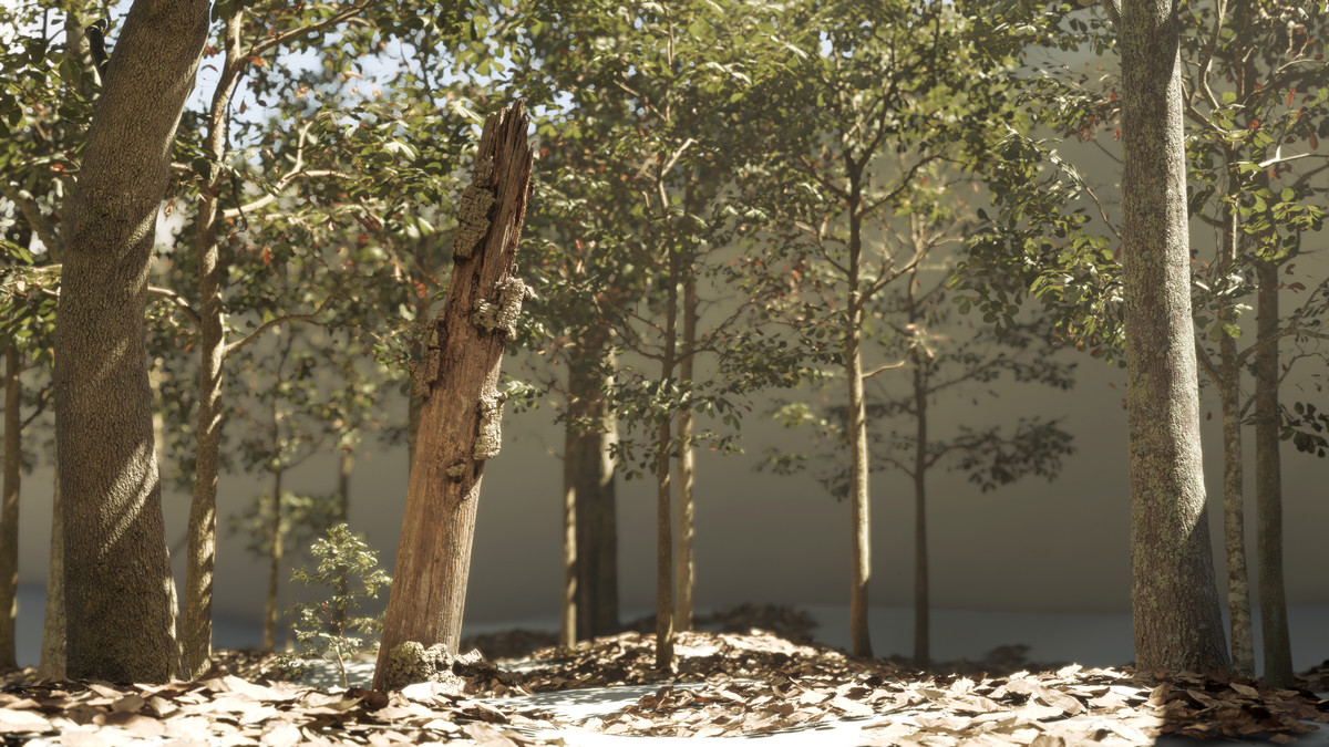 Forest Oak Trees