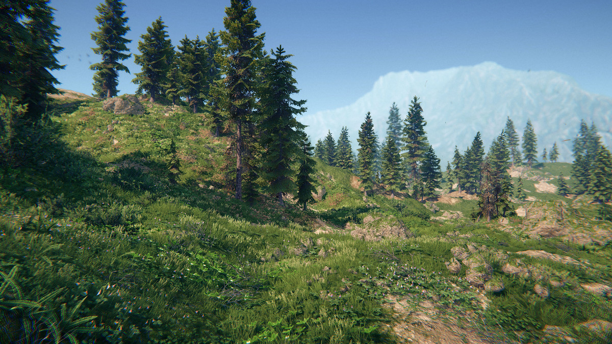 Spruce Forest