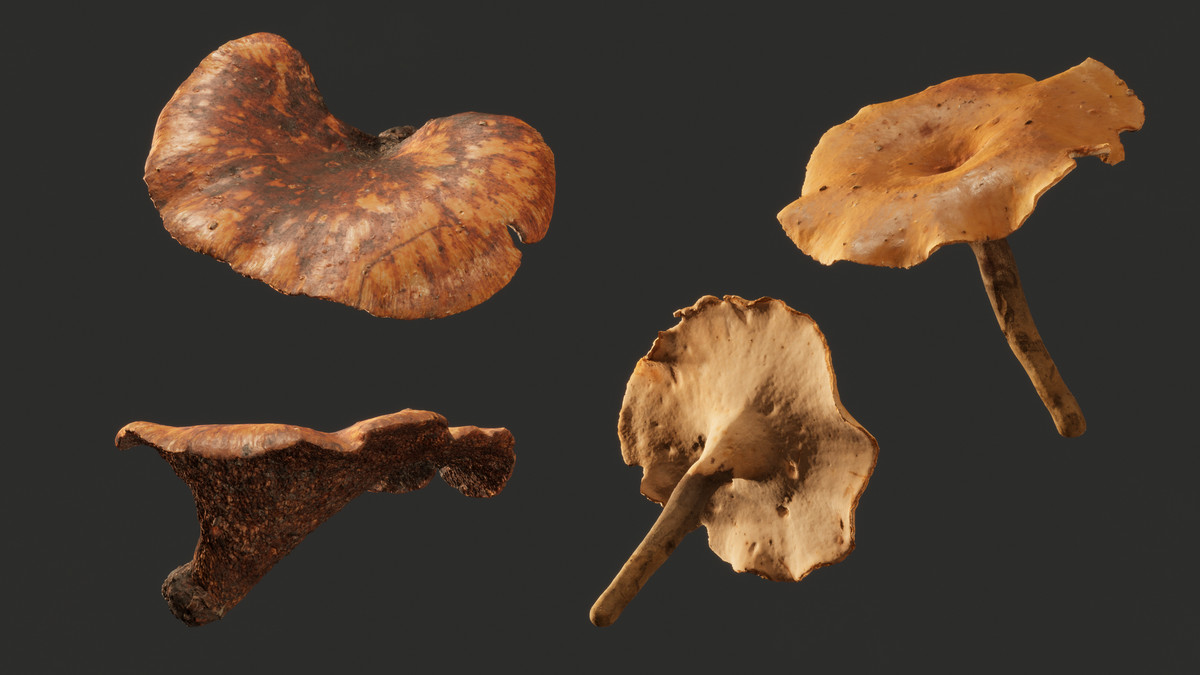 Realistic Mushrooms Scans