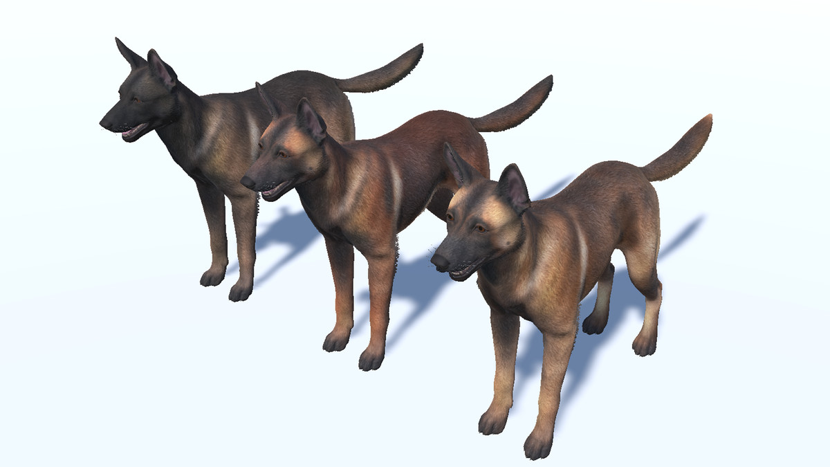 Dog - Belgian Malinois