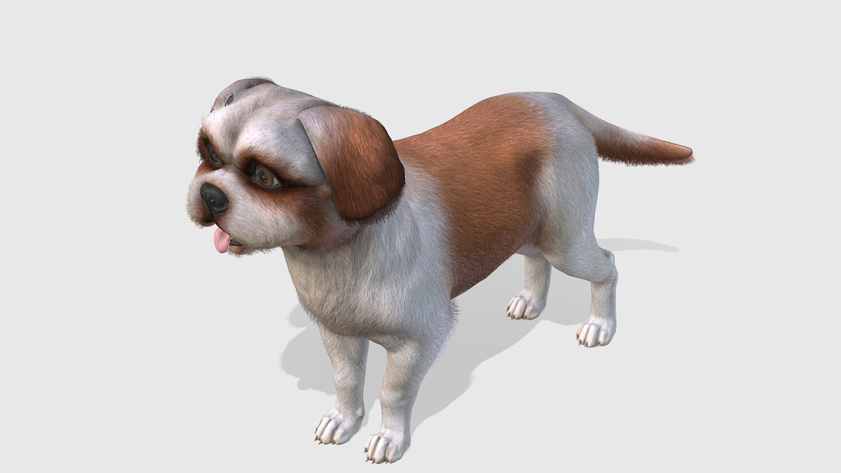 Dog - Shih Tzu