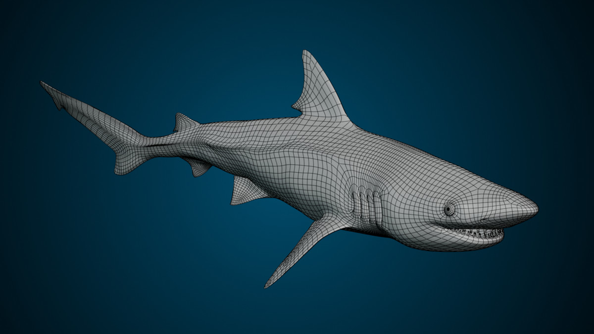 Animated Shark (01)