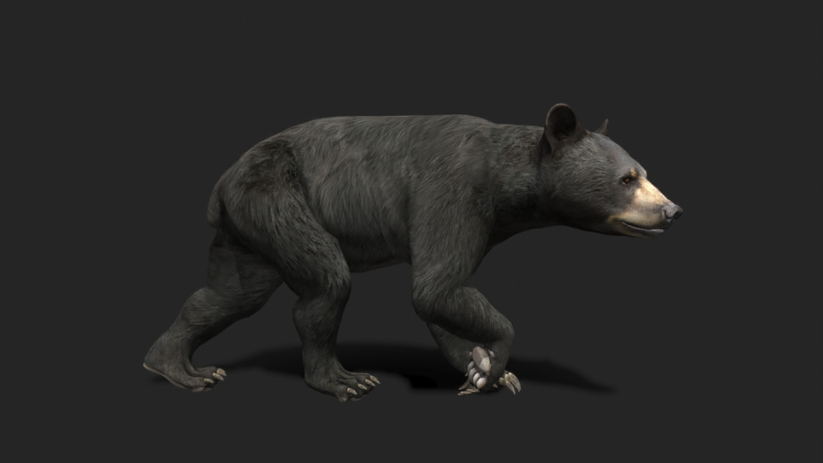 WILDPOLY - Animated Animals – Realistic Pack