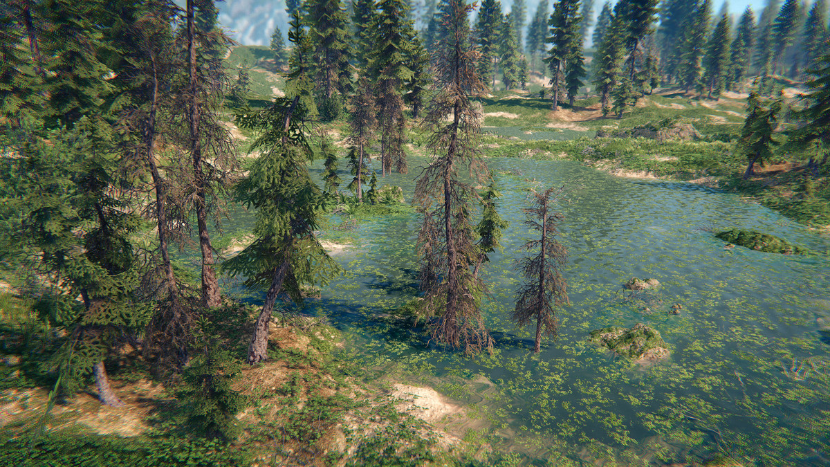 Spruce Forest