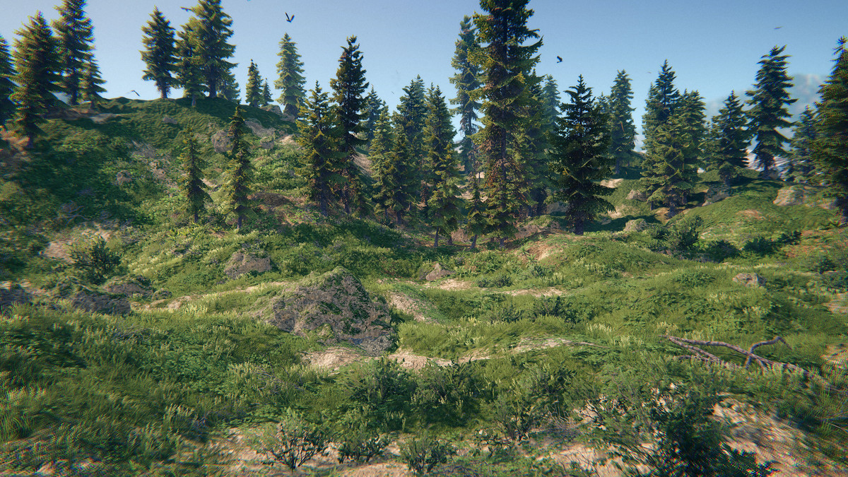 Spruce Forest