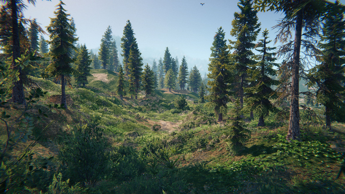 Spruce Forest