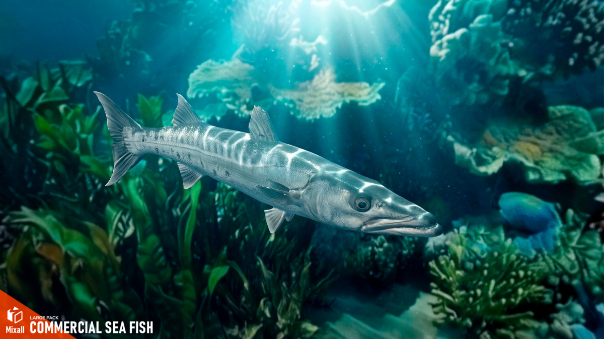 Commercial sea fish - large pack