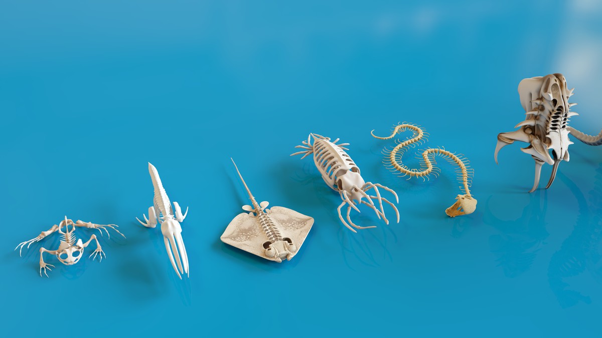 Fish and Underwater Creatures Skeleton Collection – Marine Bone 3D Asset Pack