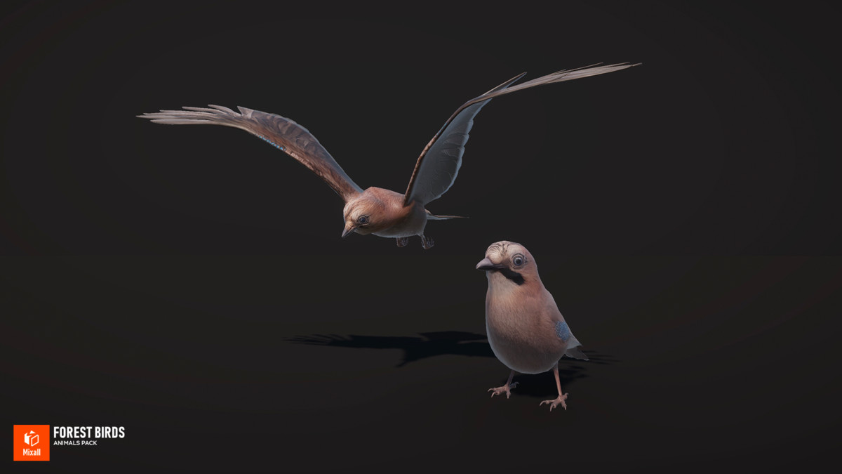Forest birds - animals pack