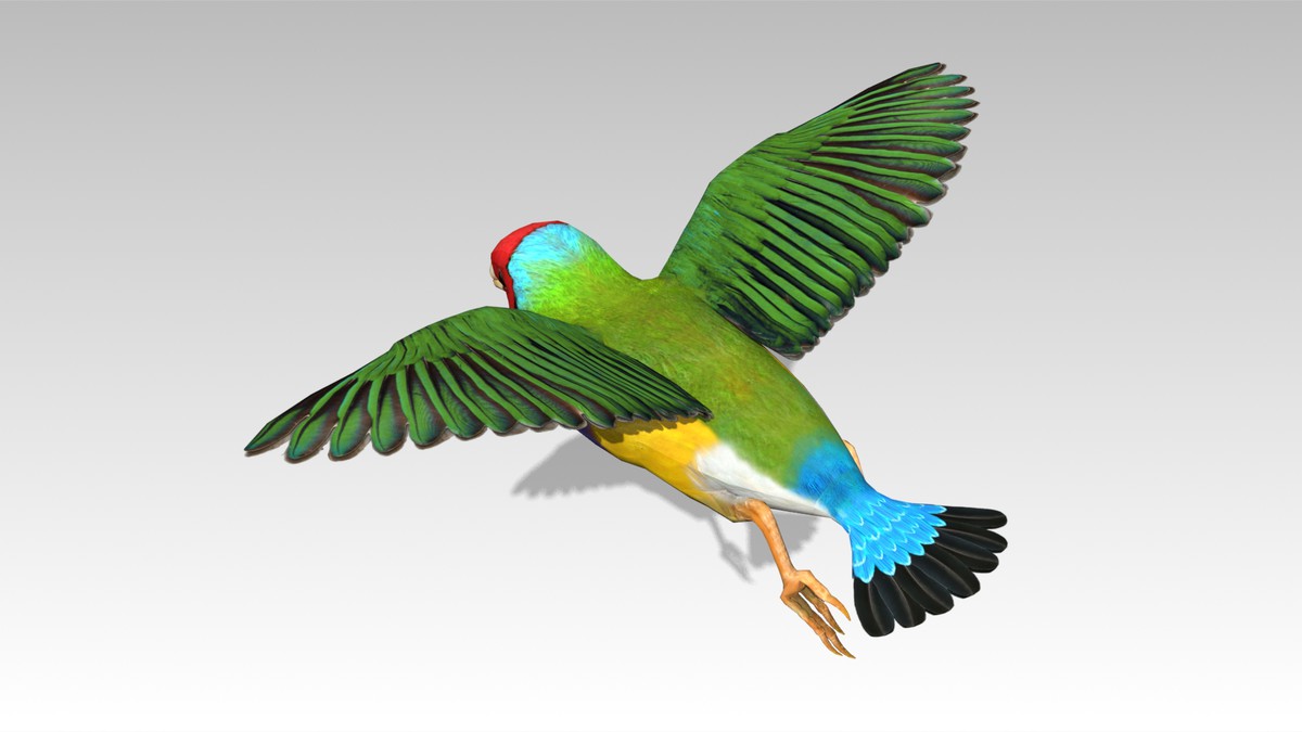 Gouldian Animated