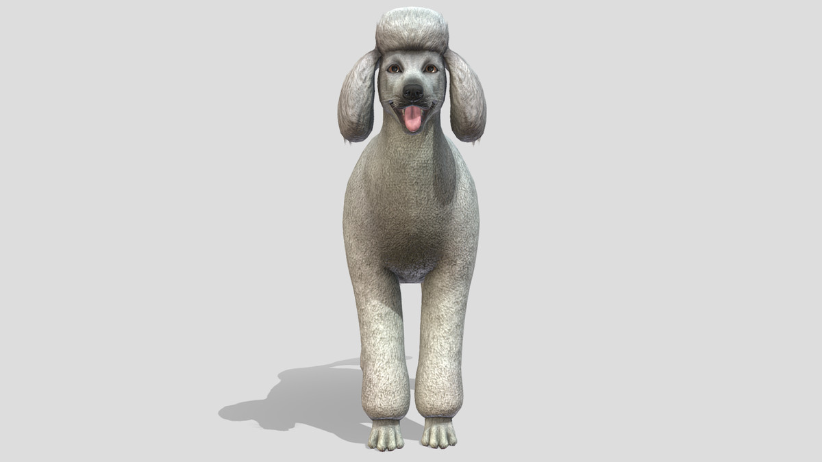 Dog - Poodle