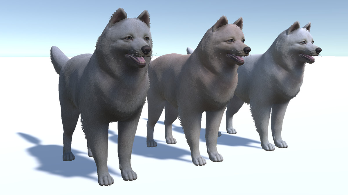 Dog - Samoyed