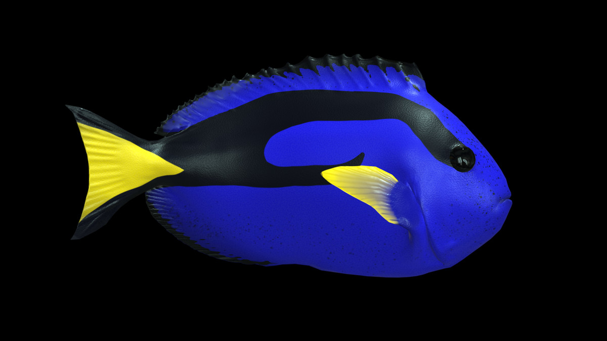 Regal tang