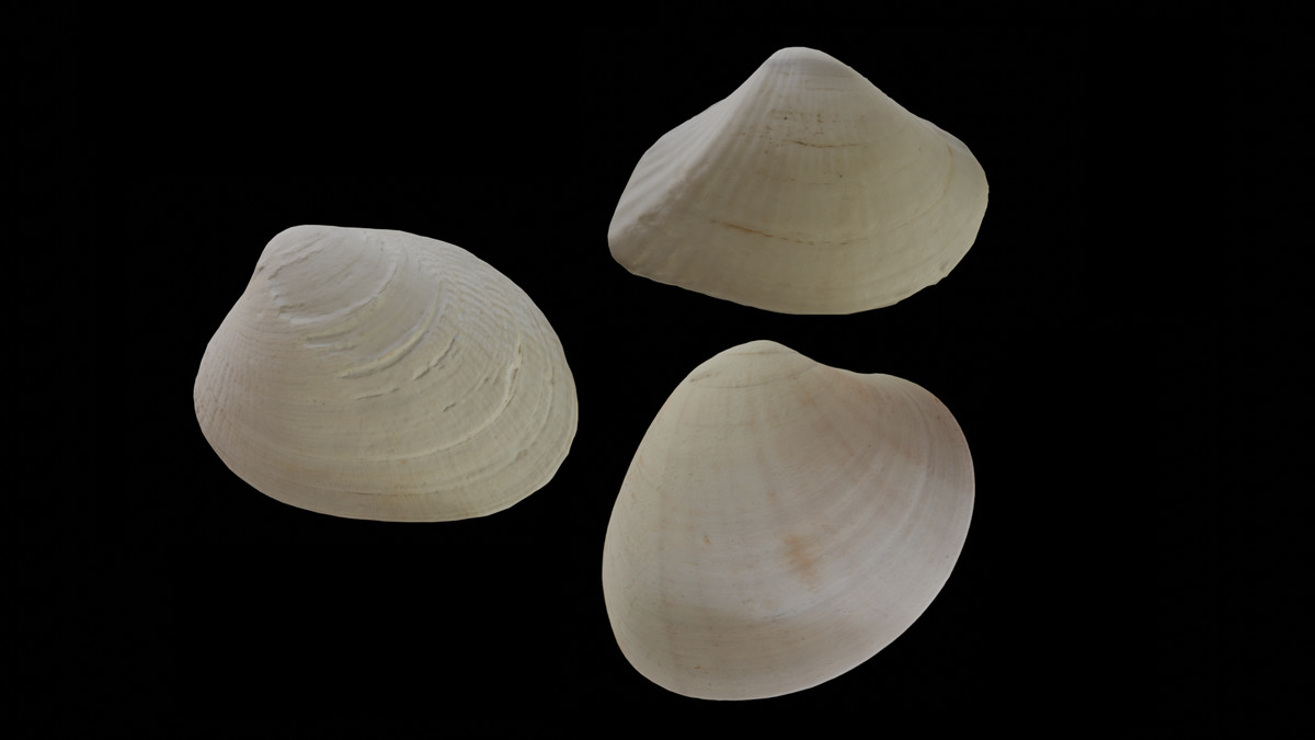 SeaShells Pack Vol 2