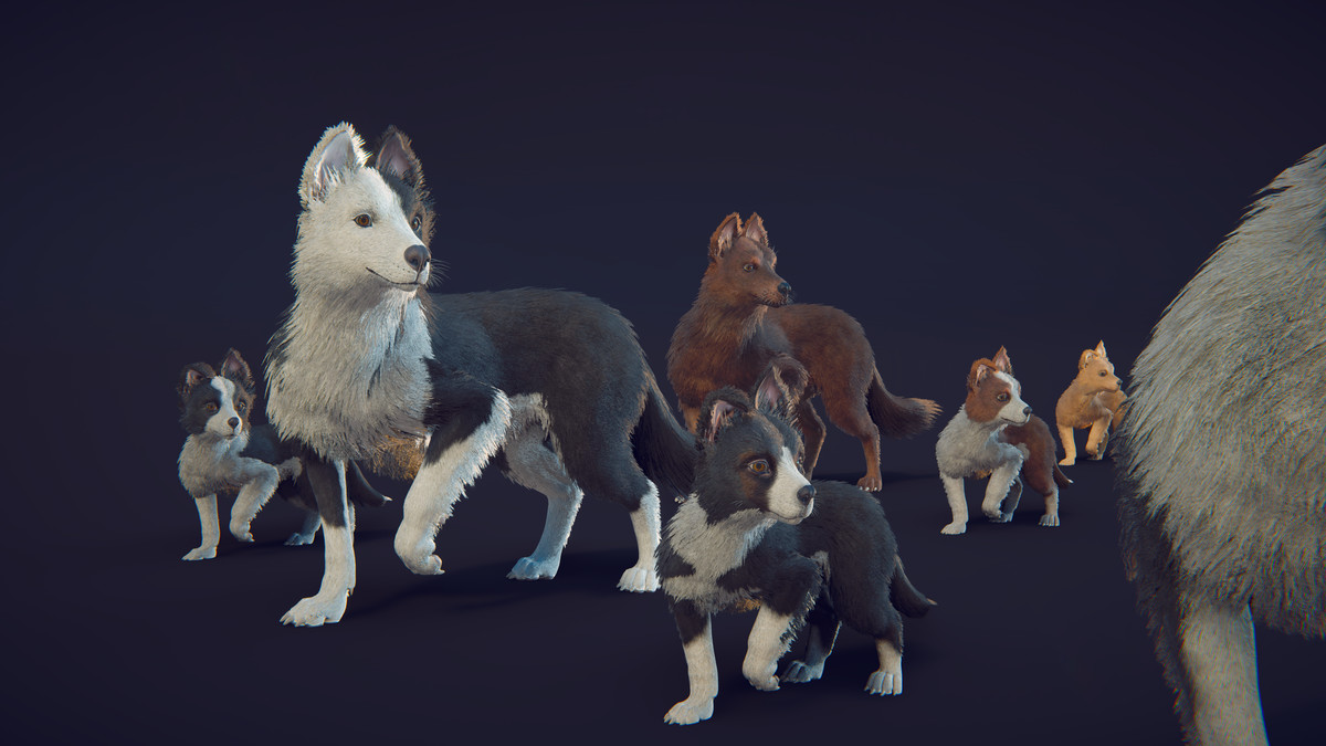 Skye the Border Collie (Dog)