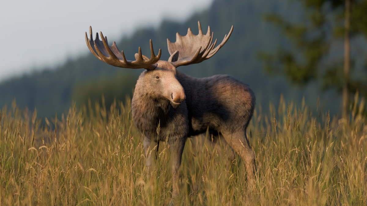 Realistic: Animal Forest Set