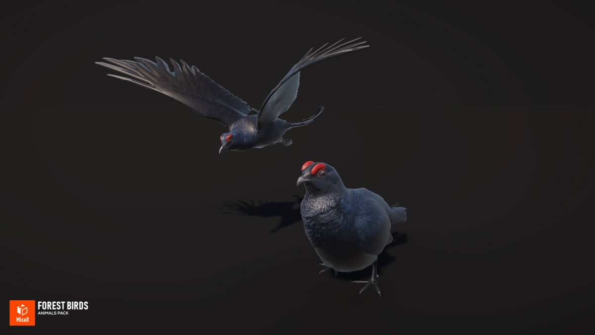 Forest birds - animals pack