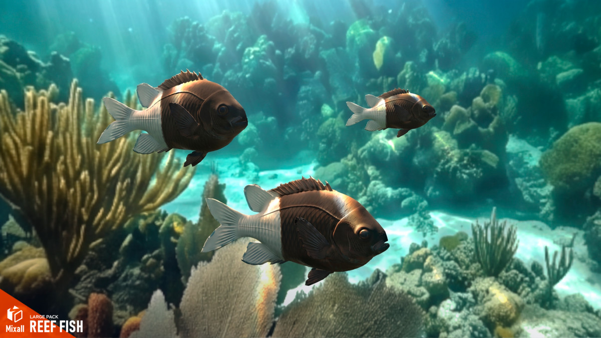 Reef fish - large pack