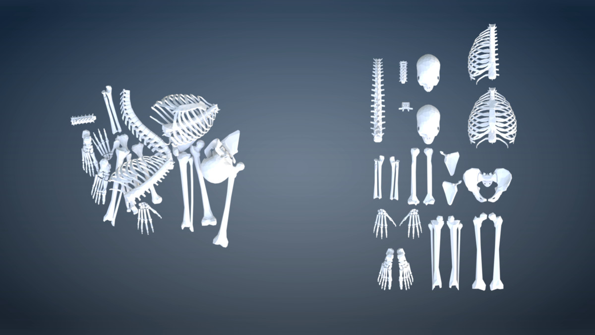 PolyArt Series - Skeletons