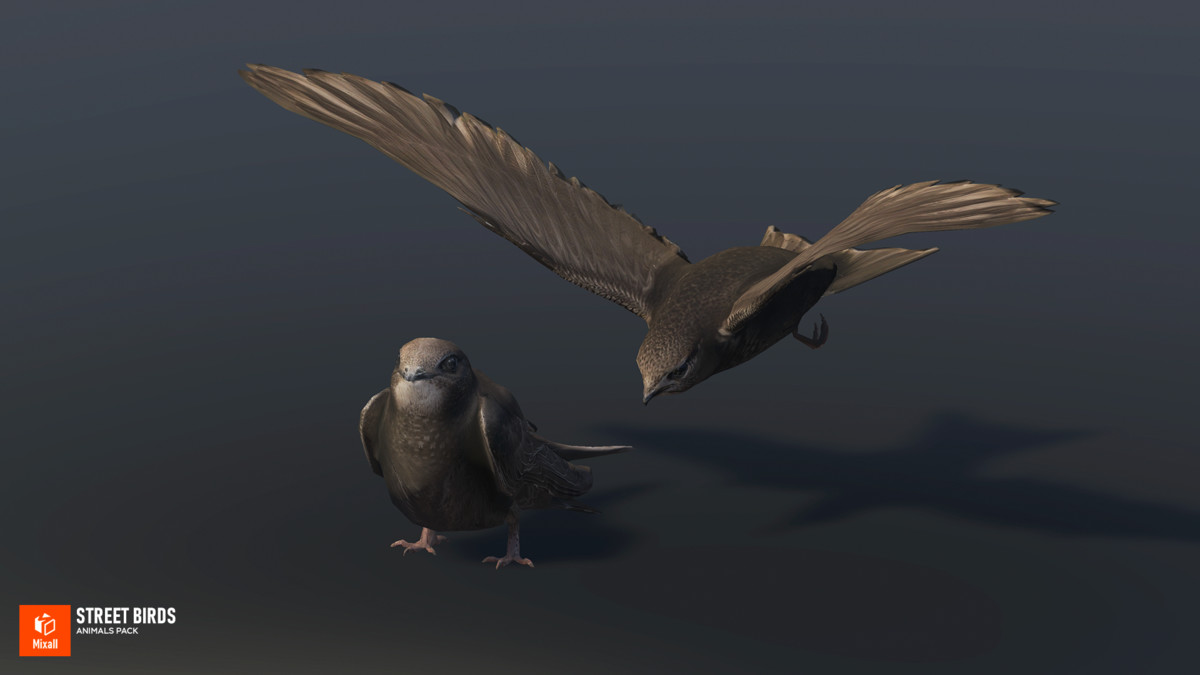 Street birds - animals pack