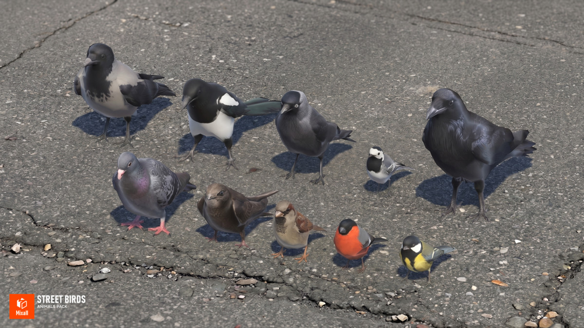 Street birds - animals pack