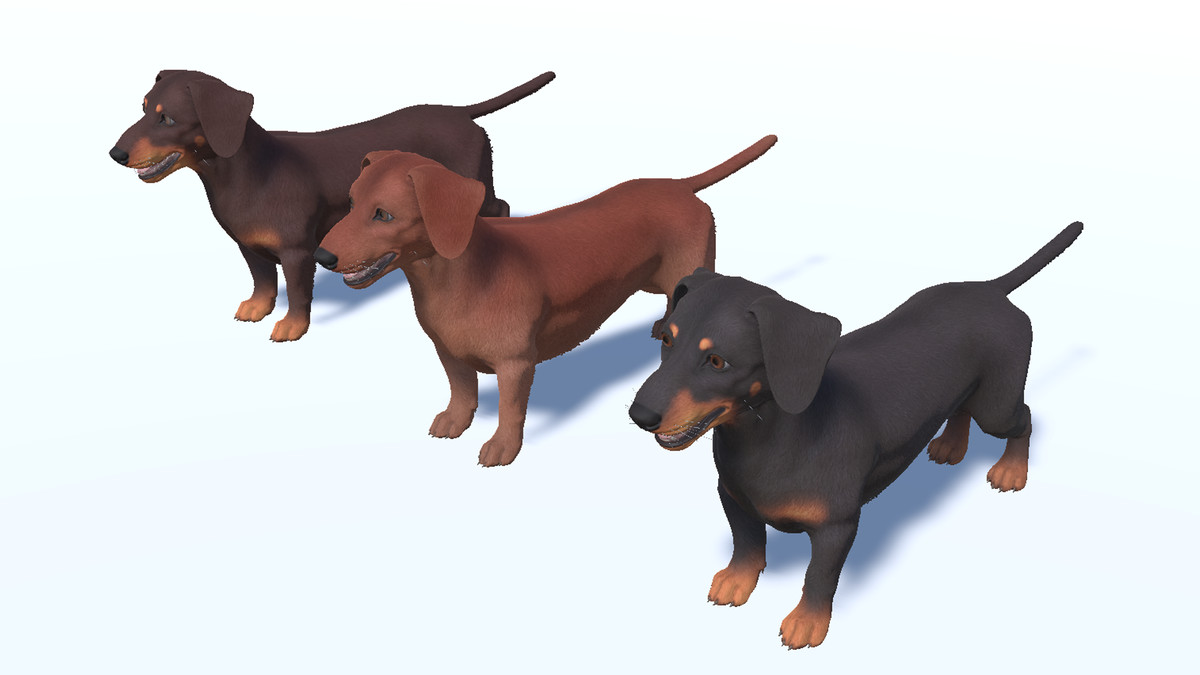 Dog -- Dachshund